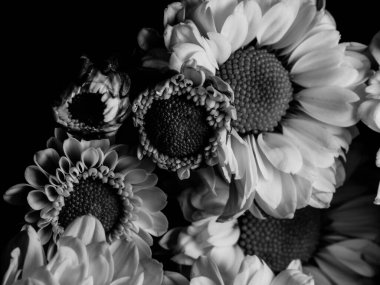 Bahçedeki papatyanın güzel siyah beyaz resmi, seçici odak, DOF, makro