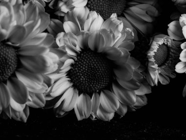 Bahçedeki papatyanın güzel siyah beyaz resmi, seçici odak, DOF, makro