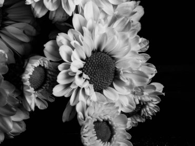 Bahçedeki papatyanın güzel siyah beyaz resmi, seçici odak, DOF, makro