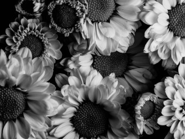 Bahçedeki papatyanın güzel siyah beyaz resmi, seçici odak, DOF, makro