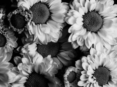 Bahçedeki papatyanın güzel siyah beyaz resmi, seçici odak, DOF, makro