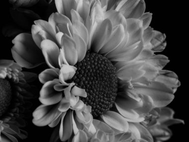 Bahçedeki papatyanın güzel siyah beyaz resmi, seçici odak, DOF, makro