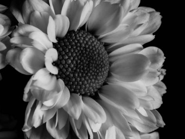 Bahçedeki papatyanın güzel siyah beyaz resmi, seçici odak, DOF, makro