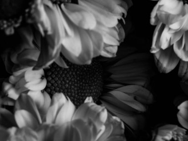 Bahçedeki papatyanın güzel siyah beyaz resmi, seçici odak, DOF, makro