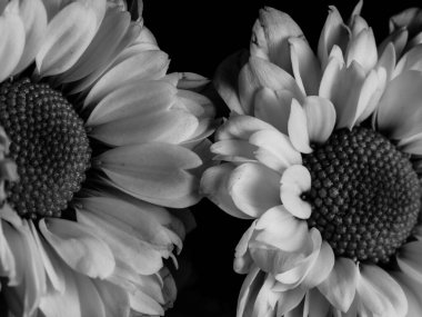 Bahçedeki papatyanın güzel siyah beyaz resmi, seçici odak, DOF, makro