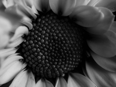 Bahçedeki papatyanın güzel siyah beyaz resmi, seçici odak, DOF, makro