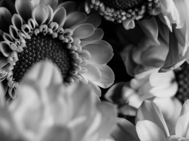 Bahçedeki papatyanın güzel siyah beyaz resmi, seçici odak, DOF, makro