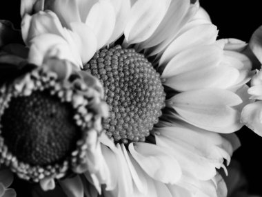 Bahçedeki papatyanın güzel siyah beyaz resmi, seçici odak, DOF, makro