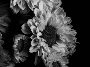 Bahçedeki papatyanın güzel siyah beyaz resmi, seçici odak, DOF, makro