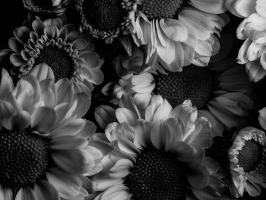 Bahçedeki papatyanın güzel siyah beyaz resmi, seçici odak, DOF, makro