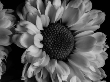 Bahçedeki papatyanın güzel siyah beyaz resmi, seçici odak, DOF, makro