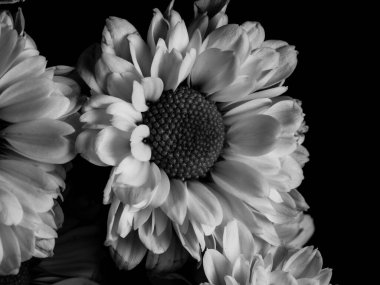 Bahçedeki papatyanın güzel siyah beyaz resmi, seçici odak, DOF, makro