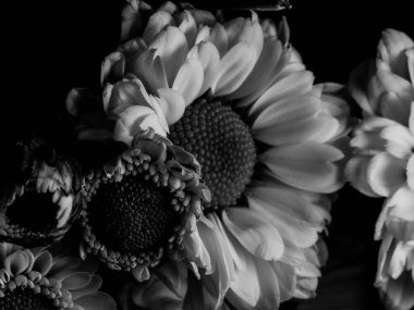 Bahçedeki papatyanın güzel siyah beyaz resmi, seçici odak, DOF, makro