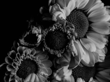 Bahçedeki papatyanın güzel siyah beyaz resmi, seçici odak, DOF, makro