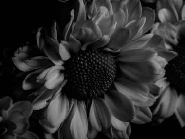 Bahçedeki papatyanın güzel siyah beyaz resmi, seçici odak, DOF, makro