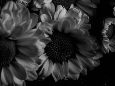 Bahçedeki papatyanın güzel siyah beyaz resmi, seçici odak, DOF, makro