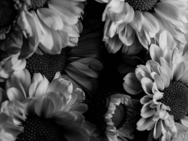 Bahçedeki papatyanın güzel siyah beyaz resmi, seçici odak, DOF, makro