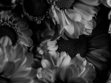 Bahçedeki papatyanın güzel siyah beyaz resmi, seçici odak, DOF, makro