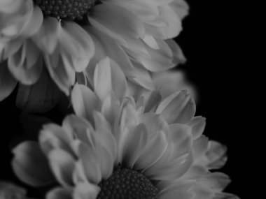 Bahçedeki papatyanın güzel siyah beyaz resmi, seçici odak, DOF, makro