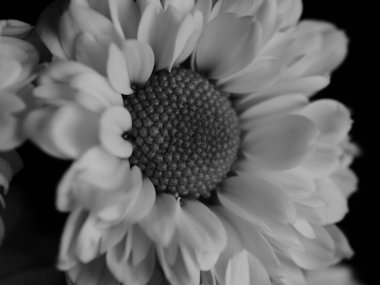 Bahçedeki papatyanın güzel siyah beyaz resmi, seçici odak, DOF, makro