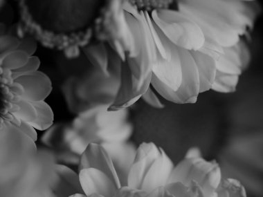 Bahçedeki papatyanın güzel siyah beyaz resmi, seçici odak, DOF, makro