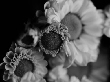 Bahçedeki papatyanın güzel siyah beyaz resmi, seçici odak, DOF, makro