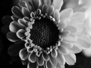 Bahçedeki papatyanın güzel siyah beyaz resmi, seçici odak, DOF, makro