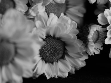 Bahçedeki papatyanın güzel siyah beyaz resmi, seçici odak, DOF, makro