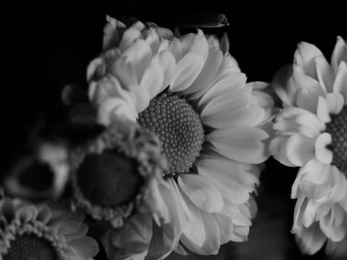 Bahçedeki papatyanın güzel siyah beyaz resmi, seçici odak, DOF, makro