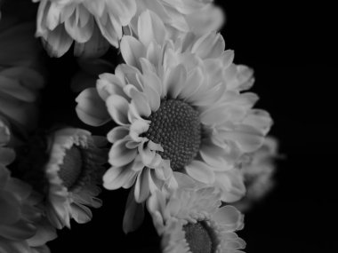 Bahçedeki papatyanın güzel siyah beyaz resmi, seçici odak, DOF, makro