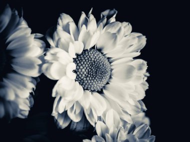 Bahçedeki papatyanın güzel siyah beyaz resmi, seçici odak, DOF, makro