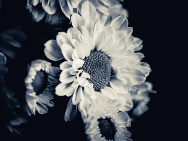 Bahçedeki papatyanın güzel siyah beyaz resmi, seçici odak, DOF, makro