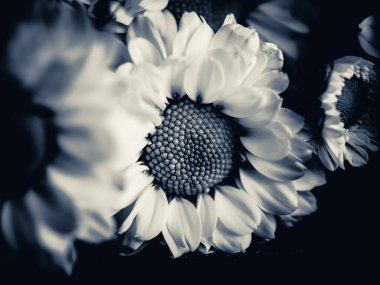 Bahçedeki papatyanın güzel siyah beyaz resmi, seçici odak, DOF, makro