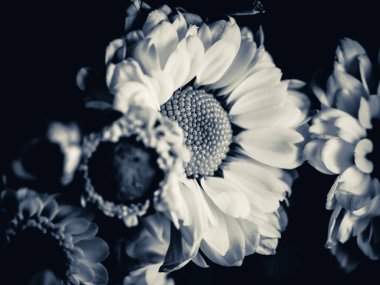 Bahçedeki papatyanın güzel siyah beyaz resmi, seçici odak, DOF, makro