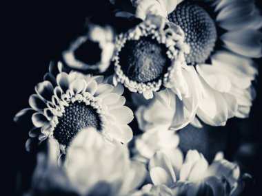 Bahçedeki papatyanın güzel siyah beyaz resmi, seçici odak, DOF, makro