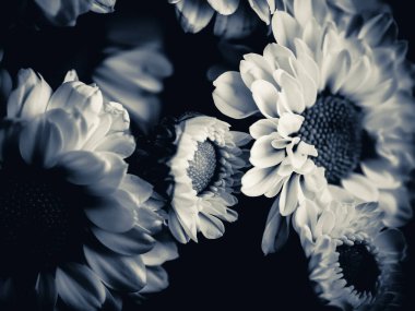 Bahçedeki papatyanın güzel siyah beyaz resmi, seçici odak, DOF, makro