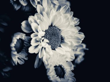 Bahçedeki papatyanın güzel siyah beyaz resmi, seçici odak, DOF, makro