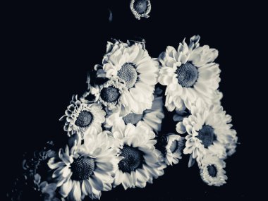 Bahçedeki papatyanın güzel siyah beyaz resmi, seçici odak, DOF, makro