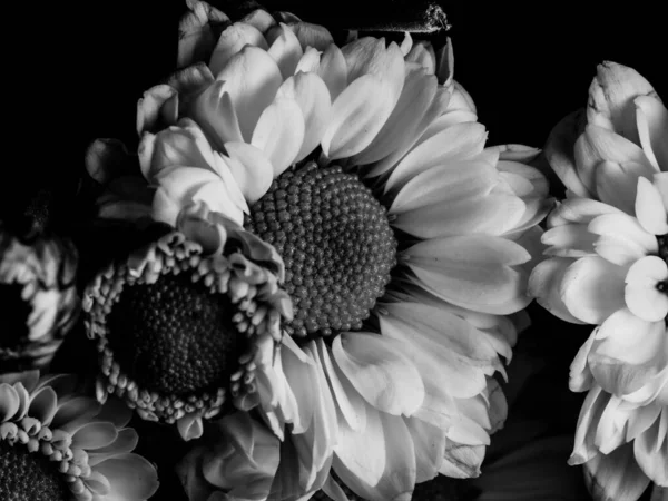 Bahçedeki papatyanın güzel siyah beyaz resmi, seçici odak, DOF, makro