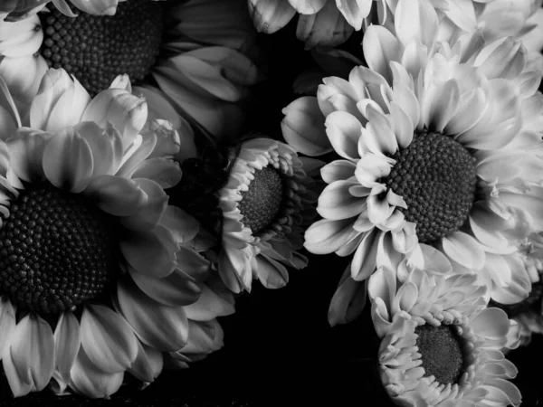 庭のフィールドデイジーの美しい黒と白の画像 選択的フォーカス Dof マクロ — ストック写真