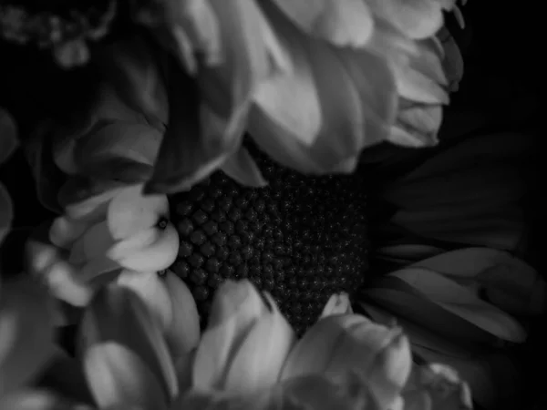 A beautiful black and white picture of field daisy in a garden, selective focus, DOF, macro