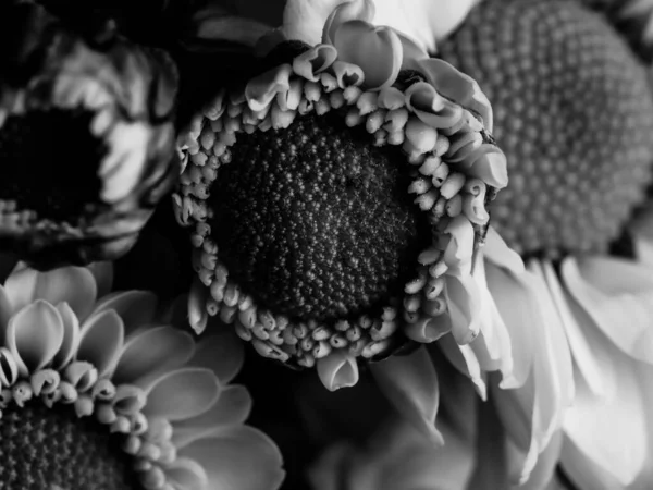 Piękny Czarno Biały Obraz Pola Stokrotki Ogrodzie Ostrość Selektywna Dof — Zdjęcie stockowe