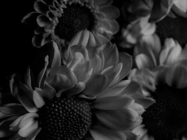 A beautiful black and white picture of field daisy in a garden, selective focus, DOF, macro