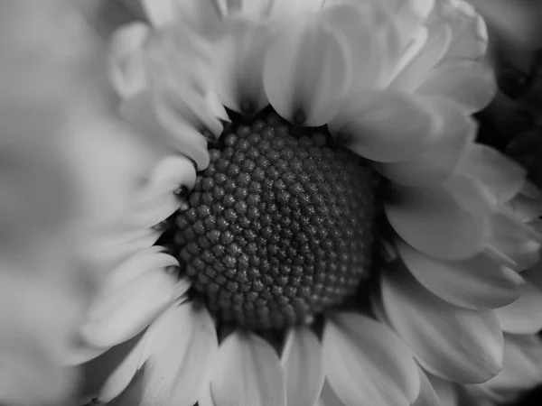Krásný Černobílý Obrázek Polních Sedmikrásek Zahradě Selektivní Zaměření Dof Makro — Stock fotografie