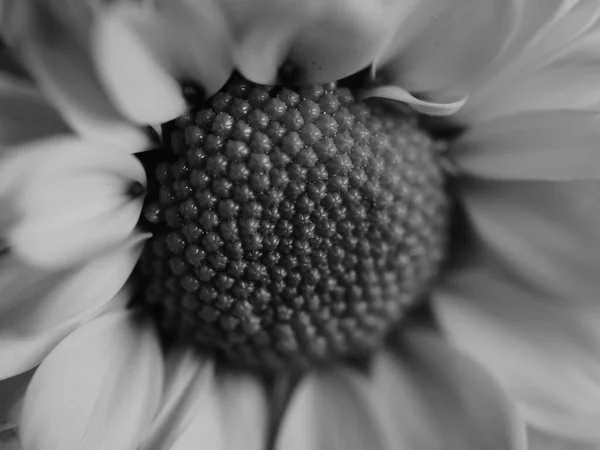 Une Belle Image Noir Blanc Marguerite Dans Jardin Mise Point — Photo