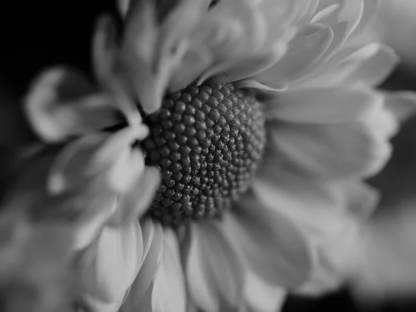 Une Belle Image Noir Blanc Marguerite Dans Jardin Mise Point — Photo