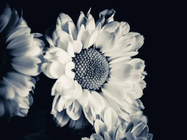 Bahçedeki papatyanın güzel siyah beyaz resmi, seçici odak, DOF, makro