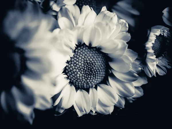 Bahçedeki papatyanın güzel siyah beyaz resmi, seçici odak, DOF, makro