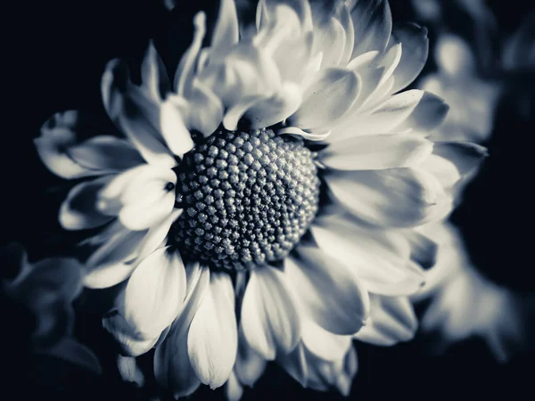 Beautiful Black White Picture Field Daisy Garden Selective Focus Dof — Stock Photo, Image
