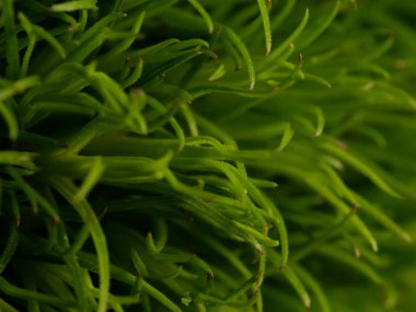 Amerika 'dan gelen güzel otlar, özellikle New Mexico' dan. At kuyruğu, bu süs otunun küçük, düşük bir türüdür. Seçici odaklanma, DOF, makro